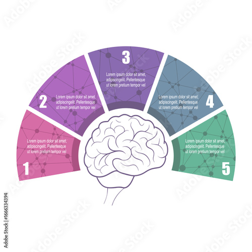 Model of brain with five features or option of project to select. Minimal infographic illustration for medical applications, education and science information visualization.