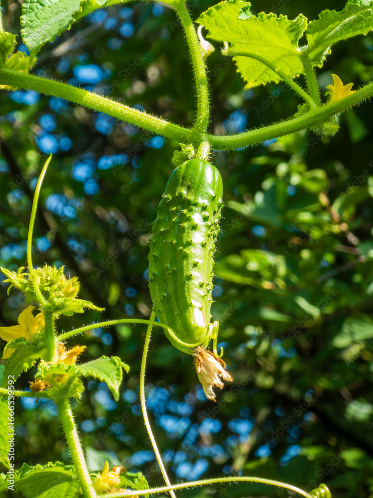 Naklejka premium Young Cucumber Growing on a Lush Vine.