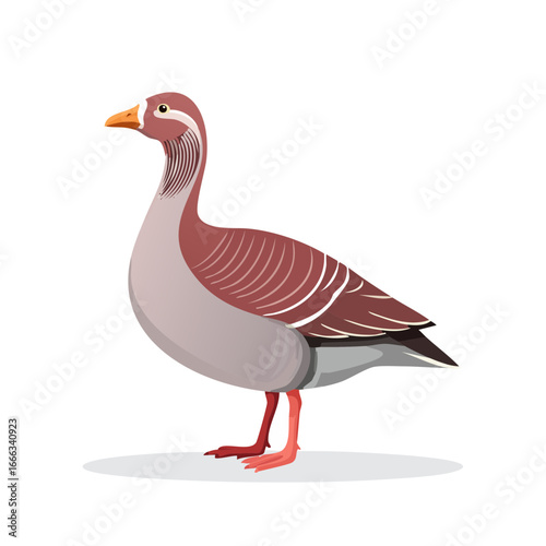 Elegant vector illustration of a bean goose with detailed plumage ideal for ornithology or wildlife designs