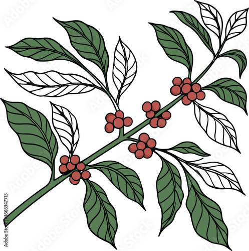 Coffee plant vector
