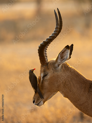 Red-billed oxpecker on an impala ram close up