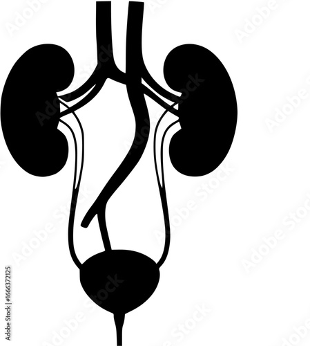 Urinary system Vector Silhouette
