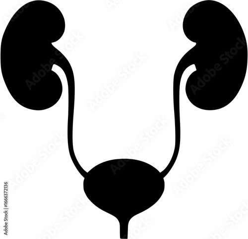 Urinary system Vector Silhouette
