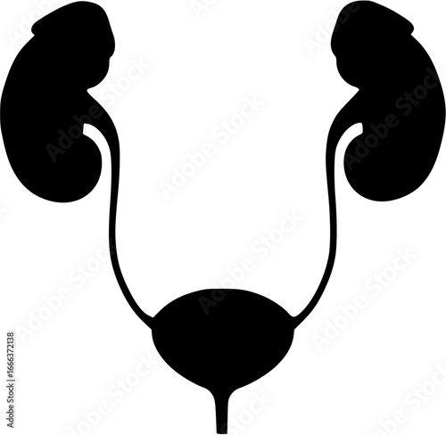 Urinary system Vector Silhouette
