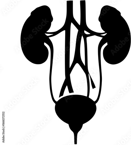 Urinary system Vector Silhouette
