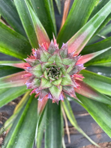 Wallpaper Mural Pineapple Plant Close-Up from Above Torontodigital.ca