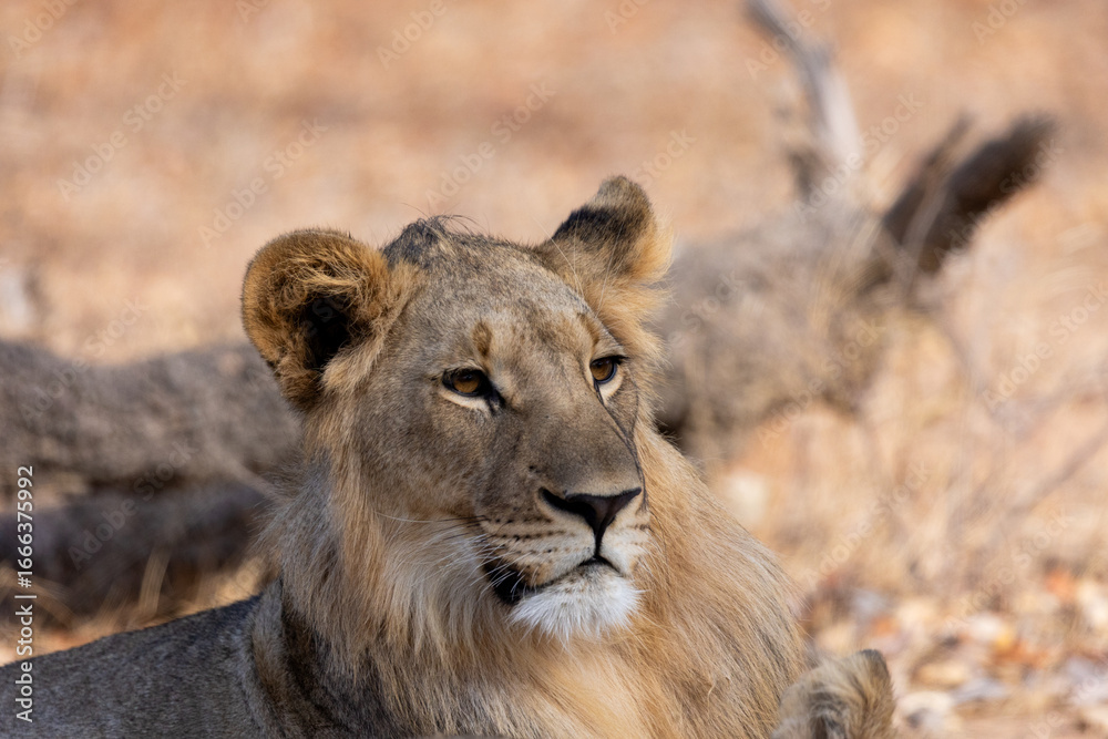 Fototapeta premium portrait of a young male lion