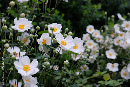 White Japanese anemone、 Japanese thimbleweed in full blooming
