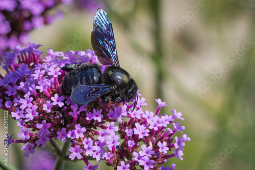 Blaue Holzbiene (Xylocopa violacea) sitzt auf der Blüte einer Verbene 