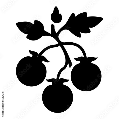 Silhouette of a tomato plant with leaves and ripening fruit image