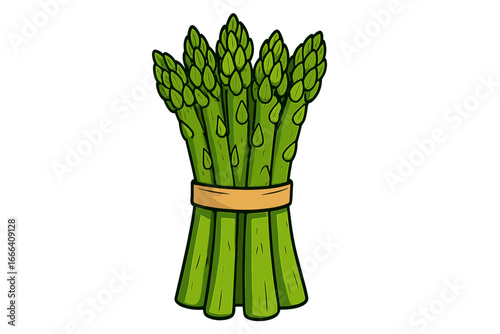 Fresh green asparagus bundle vector cartoon illustration. Healthy organic food concept for grocery, market or diet. Raw vegan vegetable for healthy eating and cooking isolated.