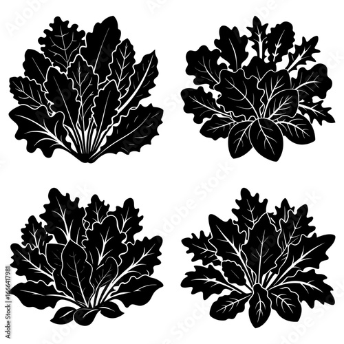 Four stylized black and white arugula plant illustrations in a symmetrical arrangement on white background