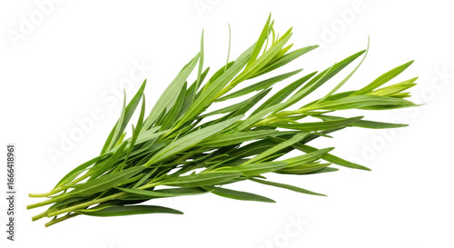 Tableau sur toile Isolated Tarragon