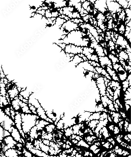 Branches of Blackthorn. Vector drawing