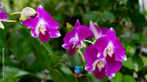 Dendrobium nobile orchid blooming during monsoon season in Assam India mid-close shot 6