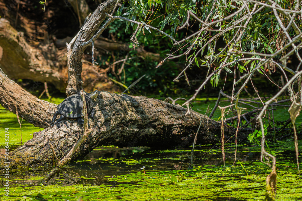 Obraz premium Life in the Reeds, The Danube Delta, Romania !