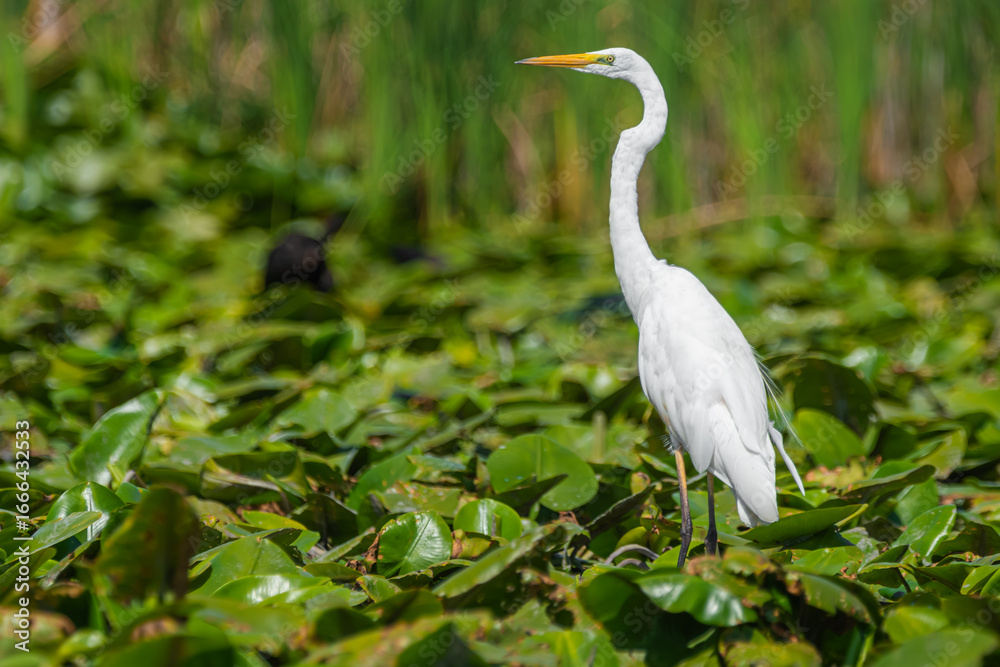 Fototapeta premium Life in the Reeds, The Danube Delta, Romania !