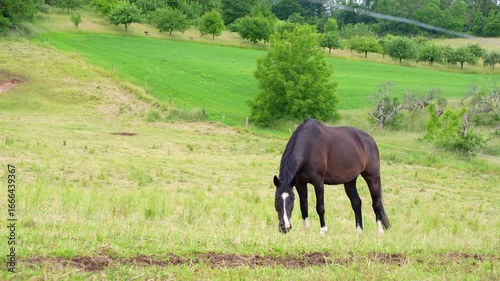 Horse grazes on grass in a fenced pasture in Germany during daylight, with trees in the background, highlighting the horse's natural behavior.