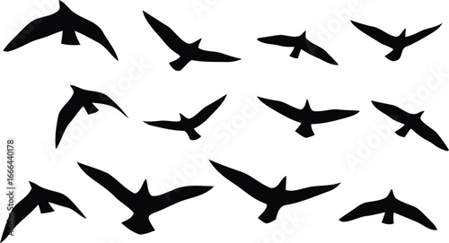 Silhouette of Birds in Flight, Black and White, Vector Illustration