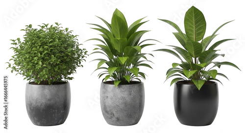 Three plants in decorative pots