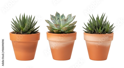 Three succulent plants in terra cotta pots