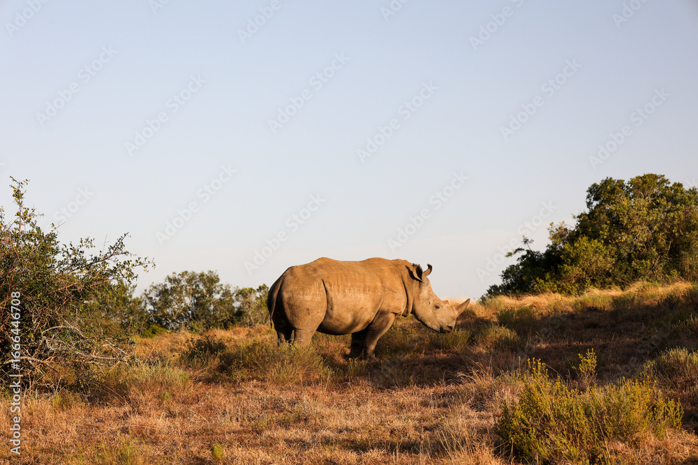 Obraz premium side view of rhinoceros at sunset in Schotia safaris private game reserve