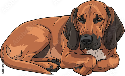 Bavarian Mountain Scent Hound dog curled up resting cute 