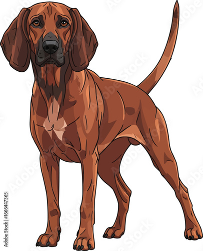 Bavarian Mountain Scent Hound dog standing alert facing forward