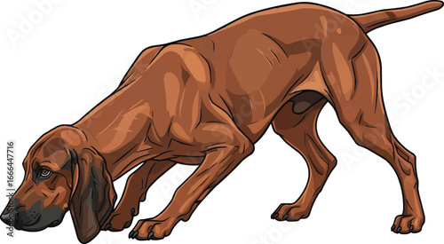 Bavarian Mountain Scent Hound dog sniffing tracking alert pose