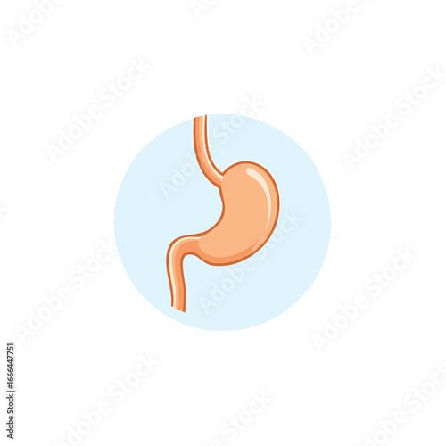 Anatomical illustration showcases stomach and esophagus in peach hues on light blue circular shape fostering medical understanding