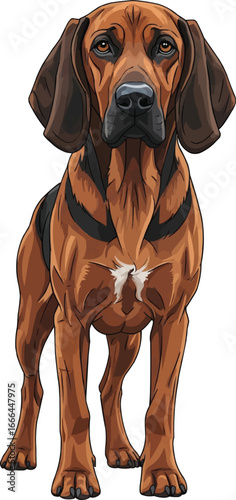 Bavarian Mountain Scent Hound dog standing front view