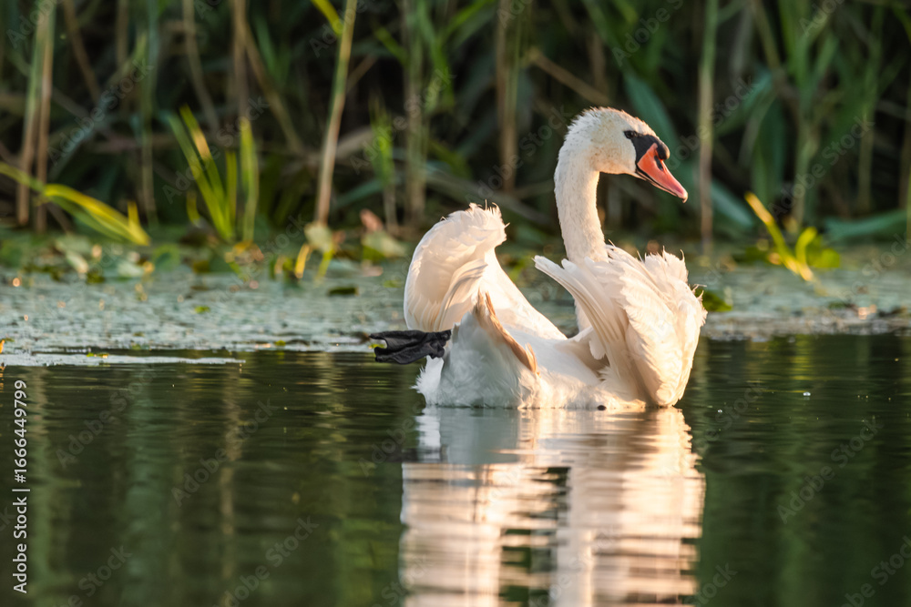 Fototapeta premium Life in the Reeds, The Danube Delta, Romania !