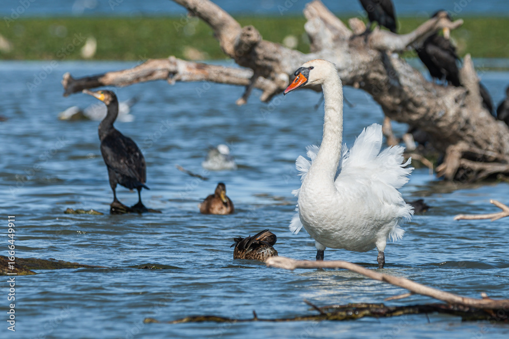 Obraz premium Life in the Reeds, The Danube Delta, Romania !
