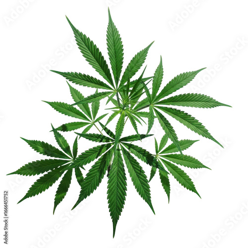 3d cannabis plant isolated on transparent background