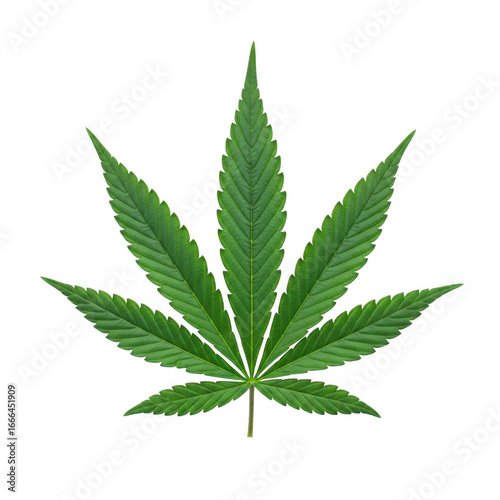 3d realistic cannabis leaf isolated on transparent background