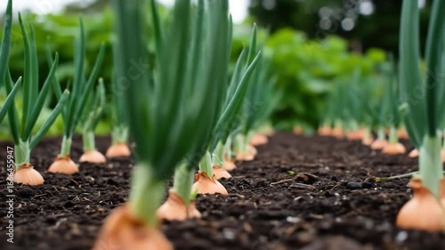 Onion plants growing in soil close up vegetable farm agriculture cultivation