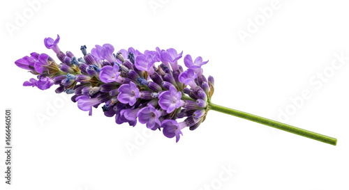 Isolated Sprig of Lavender