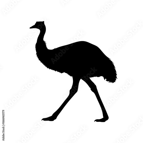 vector illustration of a ostrich