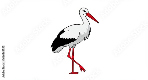 Walking Stork with Red Beak and Legs on White Background