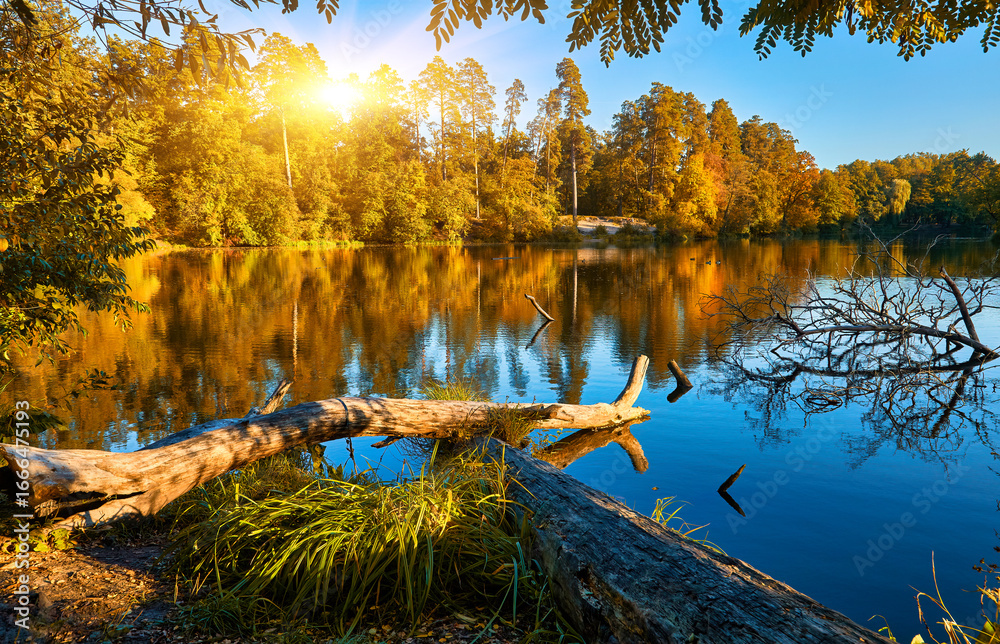 Fototapeta premium Fallen Logs on a Forest Lake