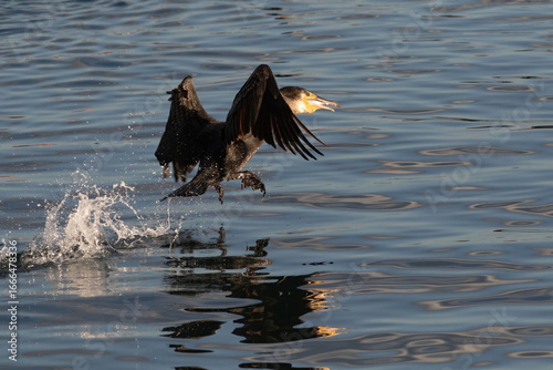 A Great Cormorant takes flight after catching a fish