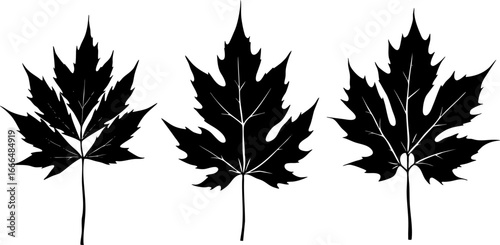 Maple Leaf Silhouettes Collection 