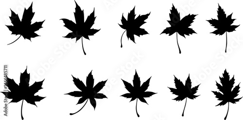 Maple Leaf Silhouettes Collection 