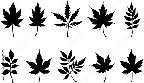 Maple Leaf Silhouettes Collection 