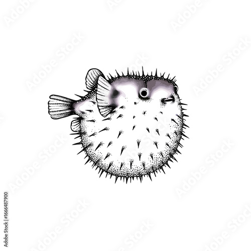Detailed drawing a pufferfish, showcasing its unique spines