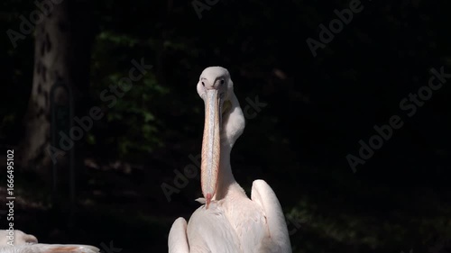 A pelican uses its enormous beak to clean the feathers on its back. The pelican plucks and tears out unwanted feathers. The large, comical bird turns its head back. Wildlife.