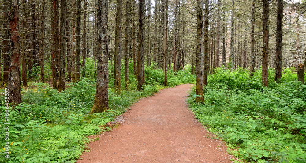 Fototapeta premium A path in the park, Bonaventure, Percé, Québec, Canada