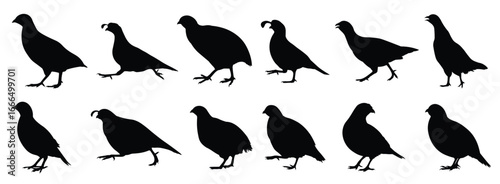 quail silhouette illustration set