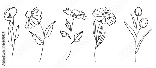 set botanical hand drawn element vector collection
