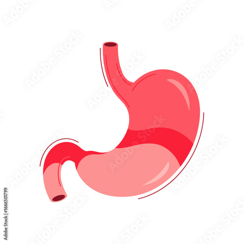 Understanding the human stomach anatomy digestion and essential organ functions clearly explained